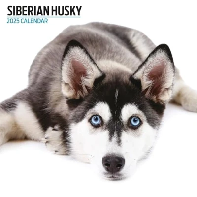 Image of Siberian Husky 2025 Modern Calendar