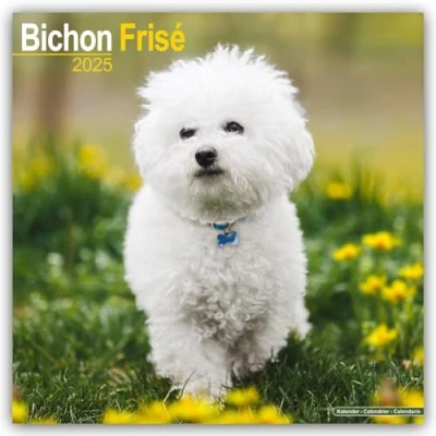 Image of Baker and Bray Bichon Frise Calendar 2025, Large Square Wall Calendar, 16 Month, Gift Dog Calendar.