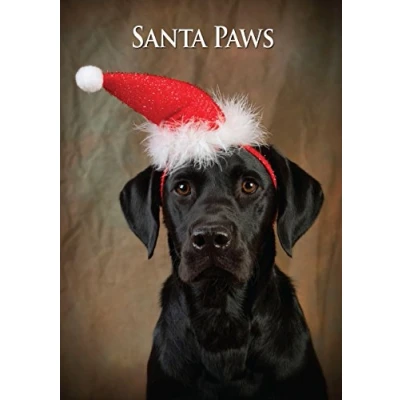Image of Labrador Dog Christmas Cards. Bulk pack of 8 Santa Paws Xmas cards with envelopes by Charles Sainsbury Plaice.