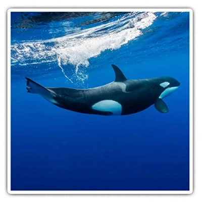 Image of 2 x Square 10cm Vinyl Stickers Orca Killer Whale Underwater 2006