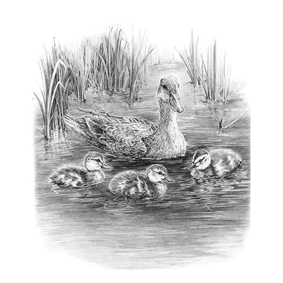 Image of Royal &amp; Langnickel SKTCH Made Easy Ducklings in W
