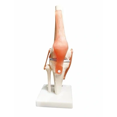 Image of BoNew Oral Life Size Knee Joint Anatomical Model Skeleton Human Medical Anatomy