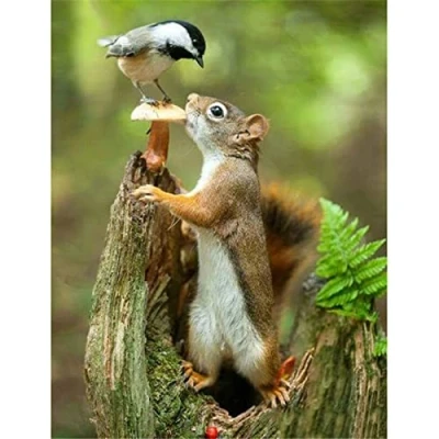 Image of 5D DIY Diamond Painting Kits for Adults/kids Squirrel Bird Art Full Drill Dot Rhinestone Crystal Cross Stitch Embroidery Mosaic Pictures Home Wall Decor Round 25x35cm(10x14inch)