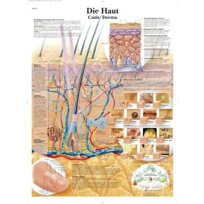 Image of 3B Scientific Anatomical German language Chart &#039;Die Haut&#039; (&#039;The Skin&#039;)