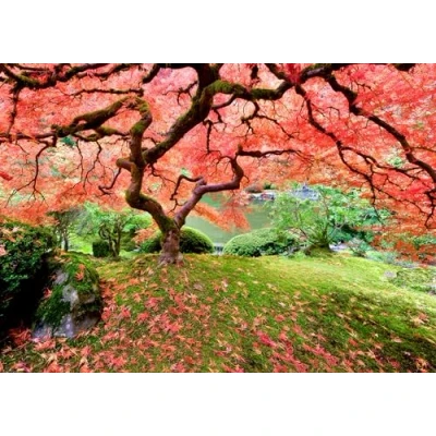 Image of Japanese Maple Tree 1000 Piece Jigsaw Puzzle
