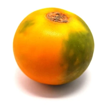 Image of Fresh Lulo Fruit 8 Units Product of Colombia