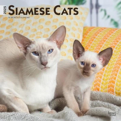 Image of Siamese Cats 2025 12 X 24 Inch Monthly Square Wall Calendar Plastic Free