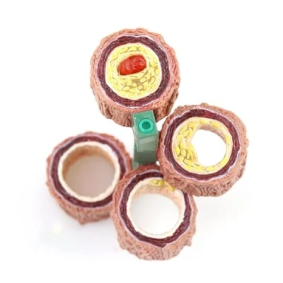 Image of Human Anatomical Model, 4 Piece Artery Blood Vessel Anatomy Model Medical Science Teaching Resources