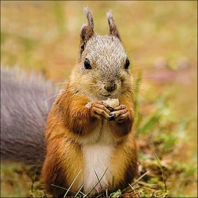 Image of 20 Napkins Animal Motifs Real Squirrel with Lining as Table Decoration Paper Motif Also for Decoupage and 33 x cm