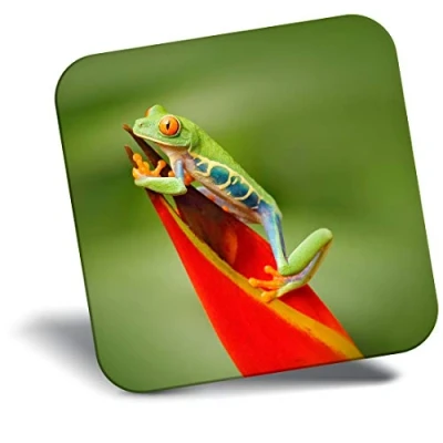 Image of Destination Vinyl ltd Fridge Magnet Red Eyed Tree Frog Jungle 2771