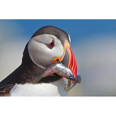 Image of SanZez DIY Kits for Kids Adults,5D Full Drill Diamond Puffin Crystal Rhinestone Embroidery Pictures Arts Craft Home Wall Decor 30x40cm