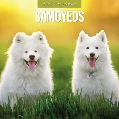 Image of Samoyeds 2025 Square Wall Calendar by Red Robin Publishing