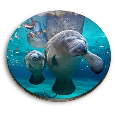 Image of 1 x Round MDF Magnet Manatee Mum &amp; Baby Florida USA 45663