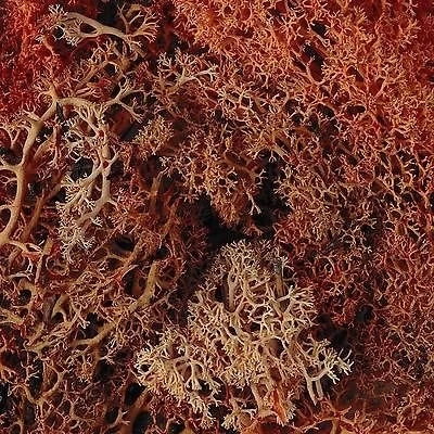 Image of Scenic Lichen, Gold , Model Railway / Wargaming, Javis