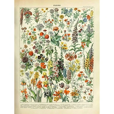 Image of Artery8 Millot Encyclopedia Page Flowers Plants Art Print Canvas Premium Wall Decor Poster Mural