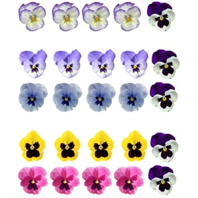 Image of 25 Mixed Colour Pansy Flower Edible Wafer Paper Cake Toppers by Top That