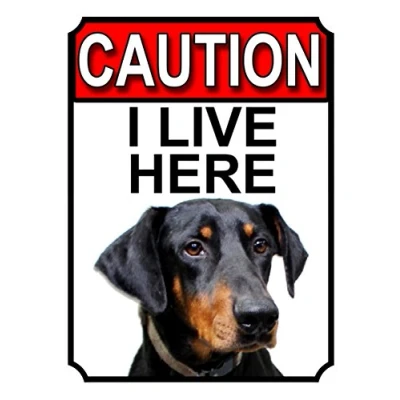 Image of CAUTION I LIVE HERE METAL GATE SIGN DOBERMAN PINSCHER THEME 200MM X 150MM (1394H1)