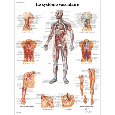 Image of 3B Scientific VR2353UU Anatomical Chart &quot;Le Système Vasculaire&quot;, Paper Version