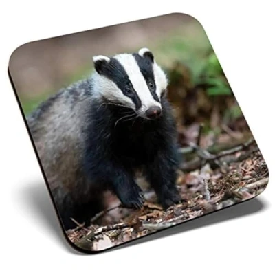 Image of Great Single Coaster Square Wild Native European Badger Animal Glossy Quality Coasters Tabletop Protection for Any Table Type #46437