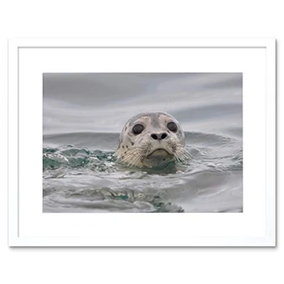 Image of Wee Blue Coo Animal Photo Harbour Seal Water 12x16 Framed Wall Art Print