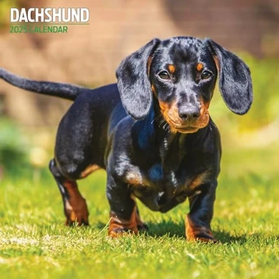 Image of Dachshund 2025 Traditional Calendar
