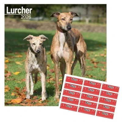 Image of Lurcher Calendar 2025 Square Dog Breed Wall 12 Month Jan to Dec With FREE Organisational Stickers