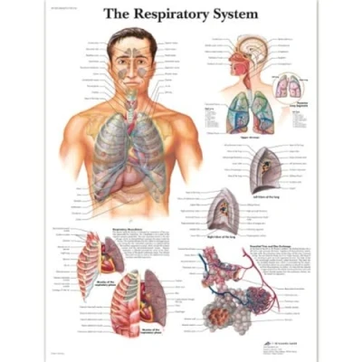 Image of 3B Scientific VR1322L Human Anatomy The Respiratory System Chart, Laminated Version