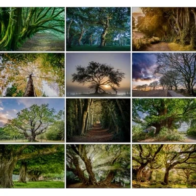 Image of Charles Sainsbury Plaice Great British Trees Greeting Cards Collection Multipack
