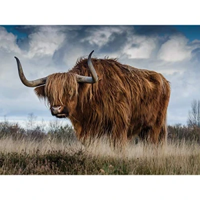 Image of Scottish Highland Cow Coo Large Canvas Wall Art Print