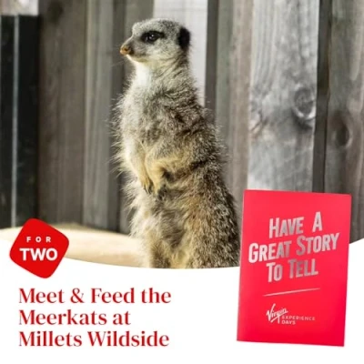 Image of Millets Wildside Meet and Feed the Meerkats for Two