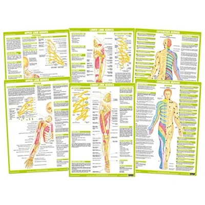 Image of Nervous System Chart Series (A3 Laminated, Set of 6)