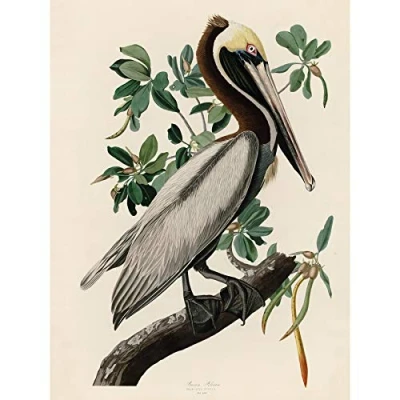 Image of Artery8 Audubon Birds America Brown Pelican Premium Wall Art Canvas Print 18X24 Inch