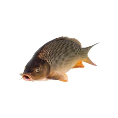 Image of Carp XXL 75kg