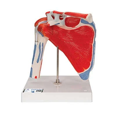Image of 3B Scientific A880 Shoulder Joint with Rotator Cuff, 5 Part + free Anatomy App Smart