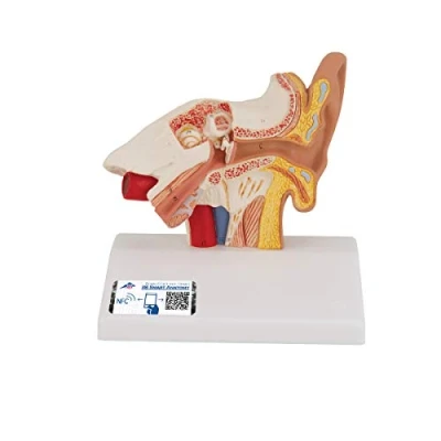 Image of 3B Scientific Desktop Ear Model 1.5 Times Enlarged + free Anatomy App Smart E12