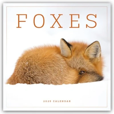 Image of Foxes Füchse 2025 Wand Kalender: Original Carousel Kalender [Mehrsprachig] [Kalender]