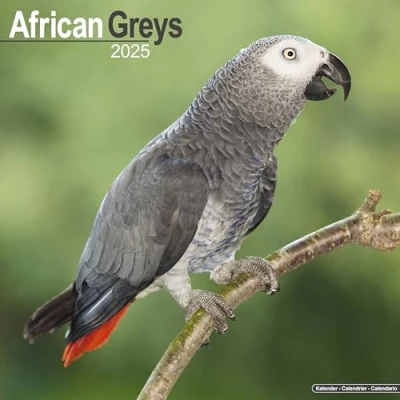 Image of African Greys Calendar 2025