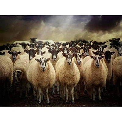 Image of Wee Blue Coo Sheep Flock Farm Animal Art Print Poster Wall Decor 12X16 Inch