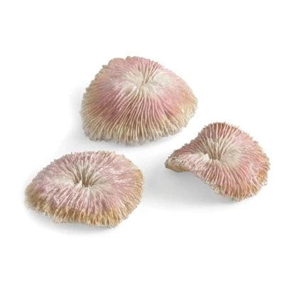 Image of Seychelles Plate Coral Set of 3