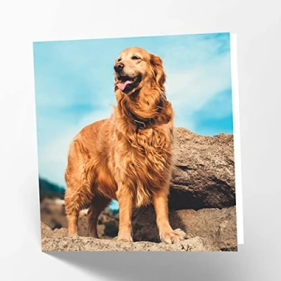Image of Maturi Golden Retriever Dog Photographic Blank Birthday Greetings Card, 15.5 x cm