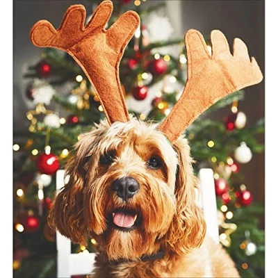 Image of Woodmansterne Artistic Charity Christmas Cards Festive Cockapoo with Antlers Eco Friendly &amp; Recyclable Pack of 5