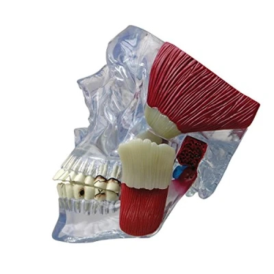 Image of 3B Scientific TMJ Model