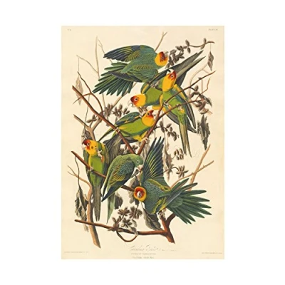 Image of Wee Blue Coo Painting Bird Audubon Carolina Parrot Wall Art Print