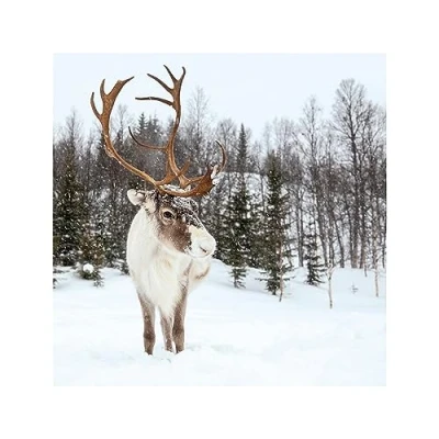 Image of Marie Curie Photographic Reindeer Christmas Cards Pack of 10