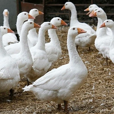 Image of CSP Geese Greeting Card with sound,Multi colour,15cm x 15cm 0.2cm