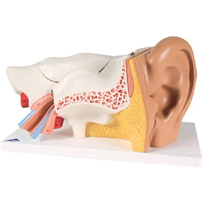 Image of 3B Scientific Ear 3 Times Life Size 6 Part + free Anatomy App Smart E11