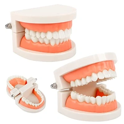 Image of 2Pcs Teeth Dental Demonstration Model, Tooth Anatomical Model for Teaching or Oral Care
