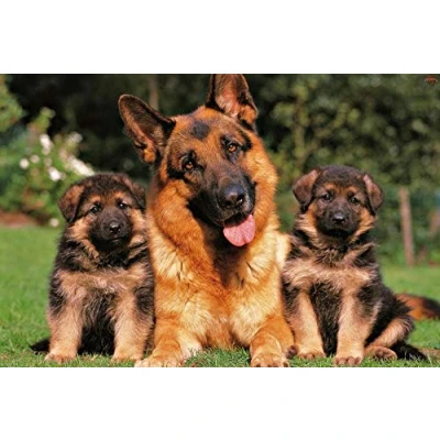 Image of Diy 5D Diamond Painting Full Round Drill Kits German Shepherd Dog Embroidery Rhinestone Cross Stitch Arts Craft For Home Wall Decor