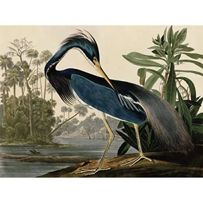 Image of Artery8 Audubon Birds Louisiana Heron Painting Premium Wall Art Canvas Print 18X24 Inch