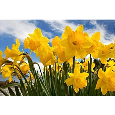 Image of DIY 5D Diamond Painting Kits for Adults, Rhinestone Crystal Embroidery Art Home Wall Decor Sunny Daffodils 30x40cm
